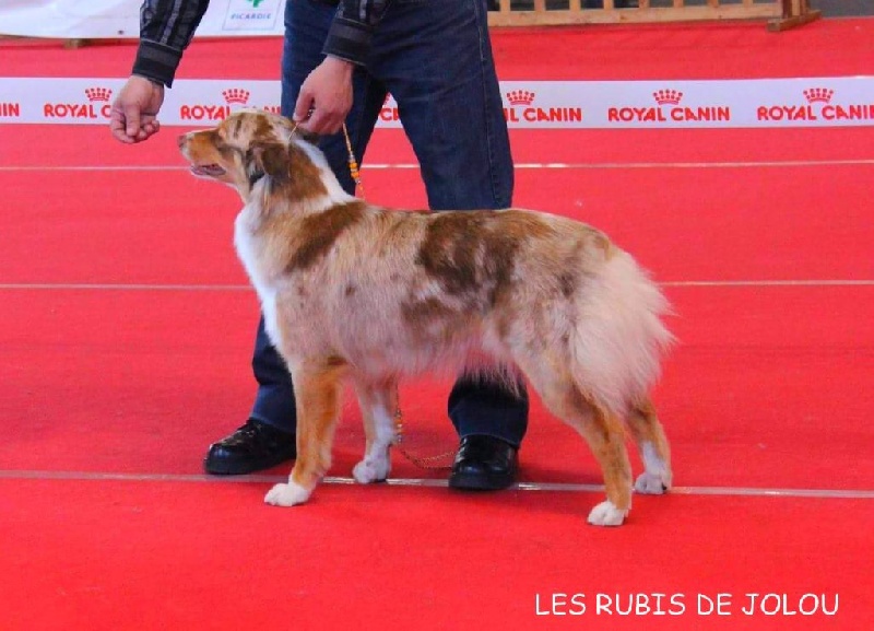 Lou red lady arwen Des Bergers D'Hadisga