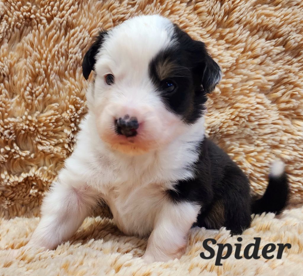 Des Rubis De Jolou - Chiots disponibles - Berger Américain Miniature 