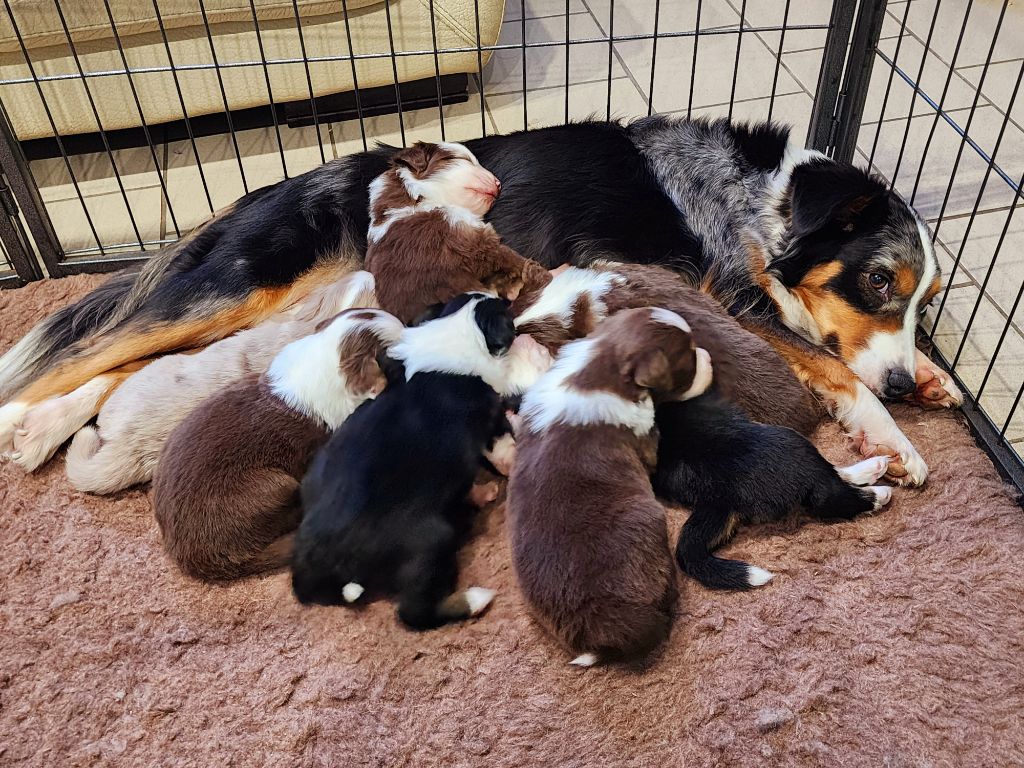 Chiot Berger Américain Miniature  Des Rubis De Jolou