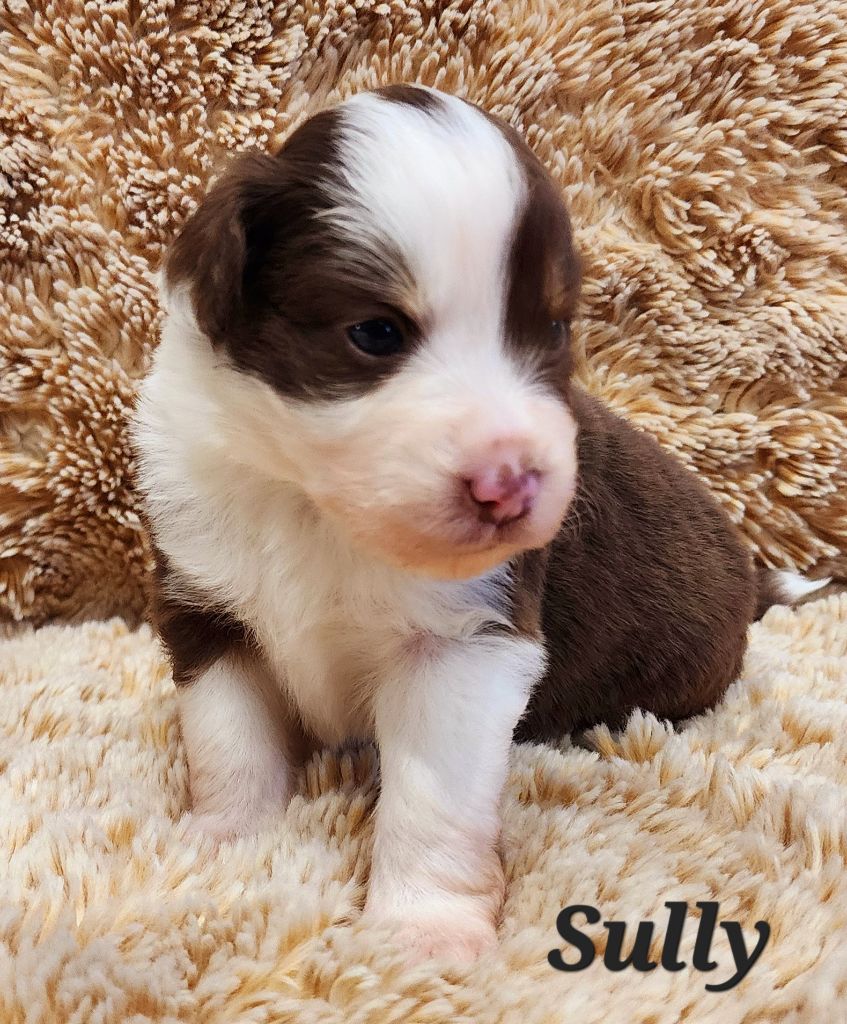 Des Rubis De Jolou - Chiots disponibles - Berger Américain Miniature 